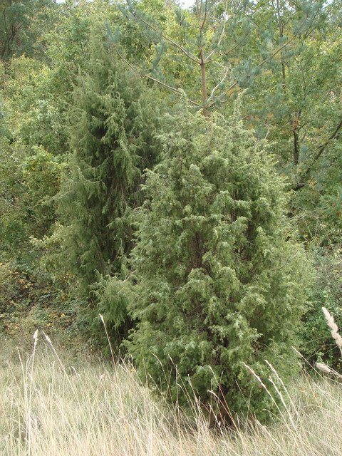 Juniperus communis